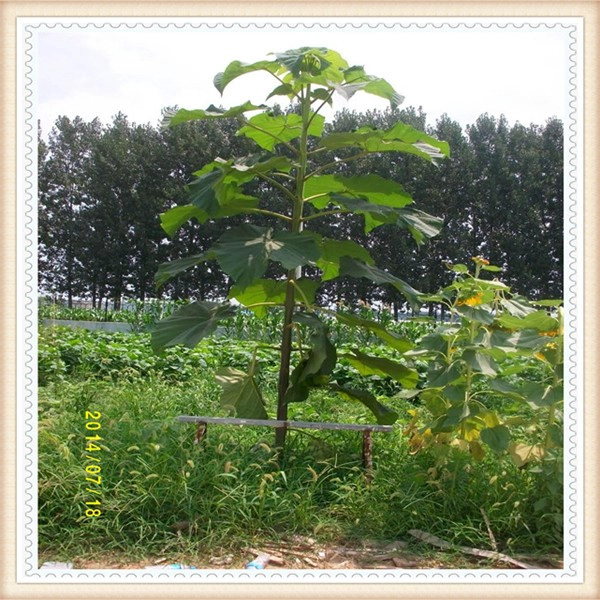 Fresh paulownia roots with certificate