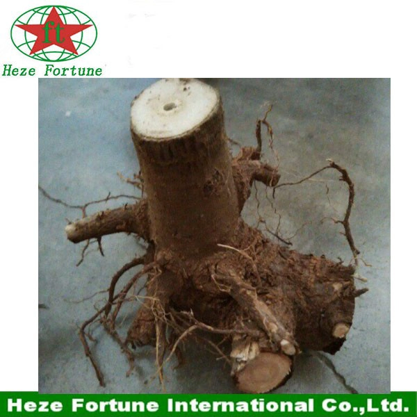 Fresh paulownia shan tong whole stumps for fast growing tree