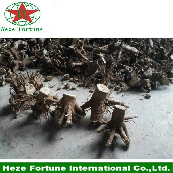Fresh paulownia shan tong whole stumps for fast growing tree