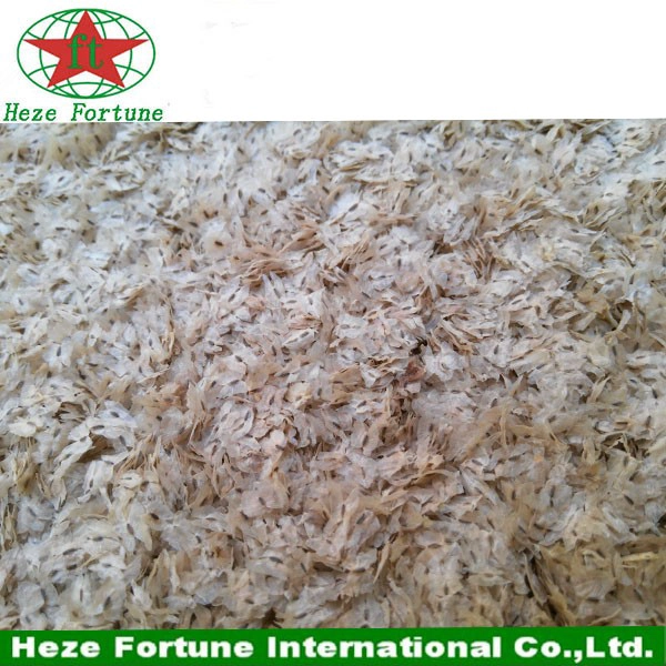 Fresh supply paulownia elongata seeds for germination