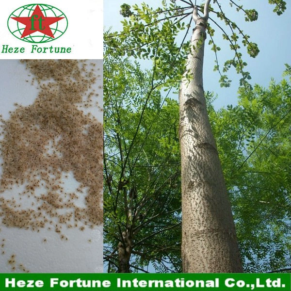 High survive rate Barren resistant paulownia seeds