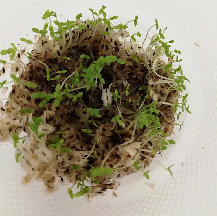Hybrid paulownia seeds 99% germination rate 9501 seeds with certificate