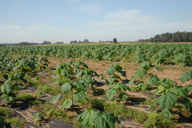 Ibrido di paulownia ibrido, 9501, resistente al freddo con sistema di radici elongata
