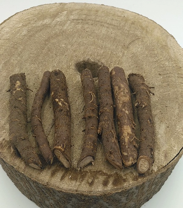 Ibrido di paulownia ibrido, 9501, resistente al freddo con sistema di radici elongata