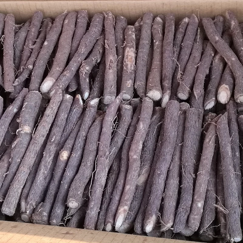 New collect cold resist paulownia hybrid 9501,FTE root