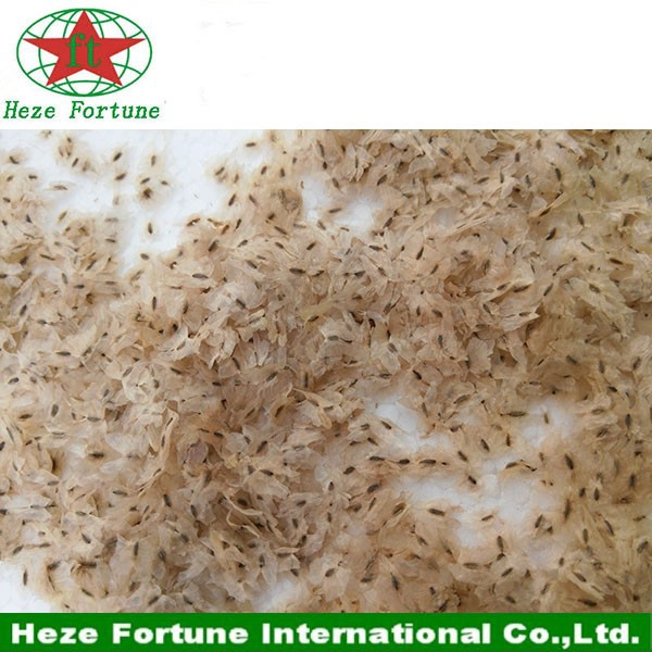새로운 수확 신선한 오동 나무 씨앗 하이브리드 9501, 중산 통, elongata, 토 멘토, fortunei