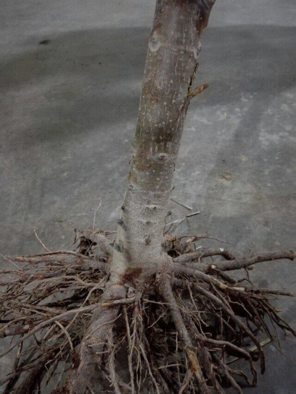 Novembro-abril semente paulownia oferta, raiz e coto com certificado