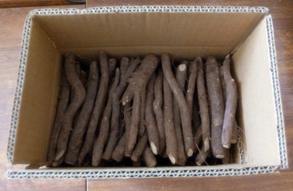 Novembro-abril semente paulownia oferta, raiz e coto com certificado