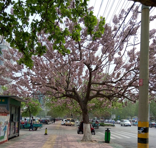 Novembro-abril semente paulownia oferta, raiz e coto com certificado