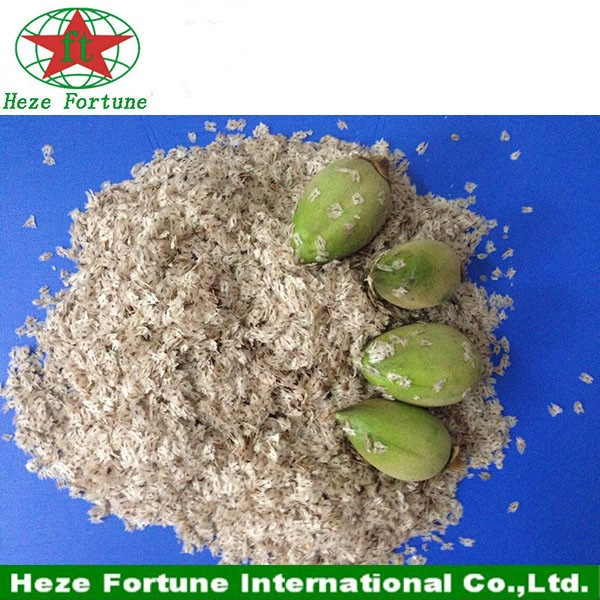 Novembro-abril semente paulownia oferta, raiz e coto com certificado