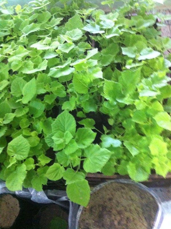 Происхождение Китай paulownia резание корня элонгата завод