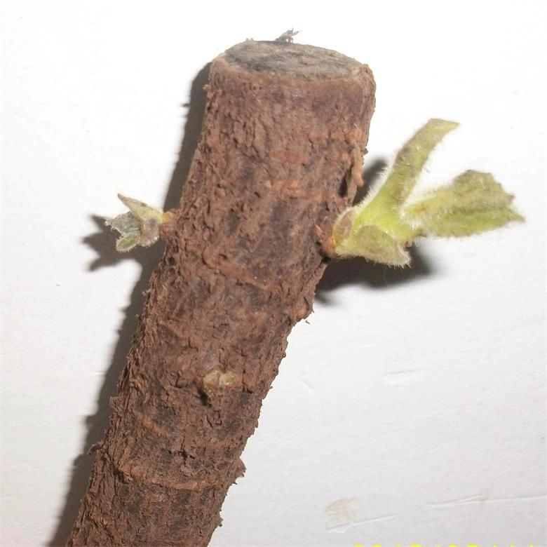 Paotong thermophile starke Vitalität schnell wachsen sauber frische Hybride Paulownia Wurzel zum Pflanzen