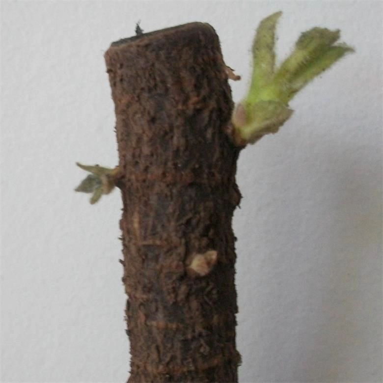 Paotong thermophile starke Vitalität schnell wachsen sauber frische Hybride Paulownia Wurzel zum Pflanzen