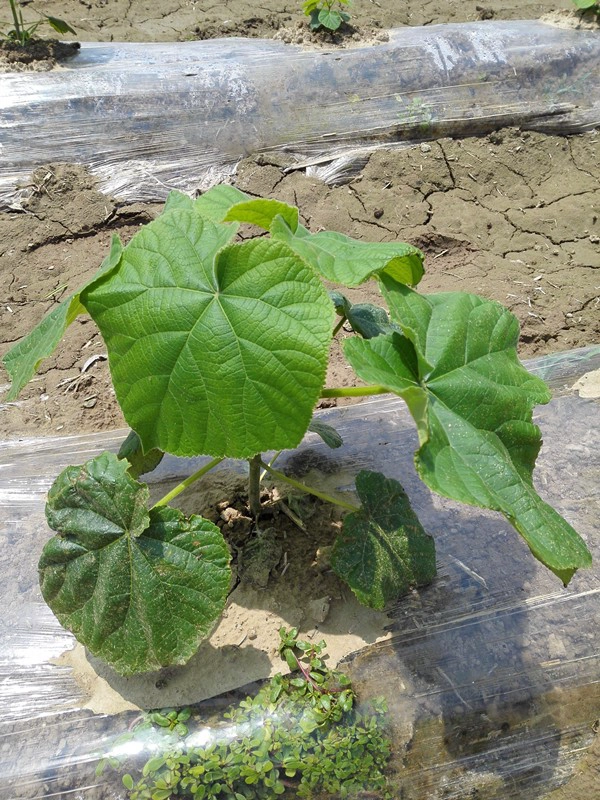 Paulownia alberello ibrido 9501 con certicate