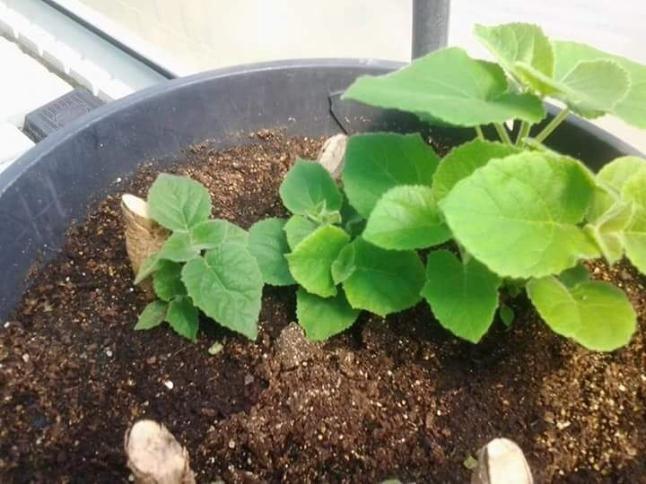 Paulownia alberello ibrido 9501 con certicate