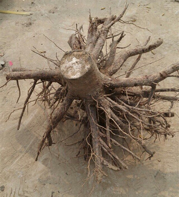 Paulownia alberello ibrido 9501 con certicate