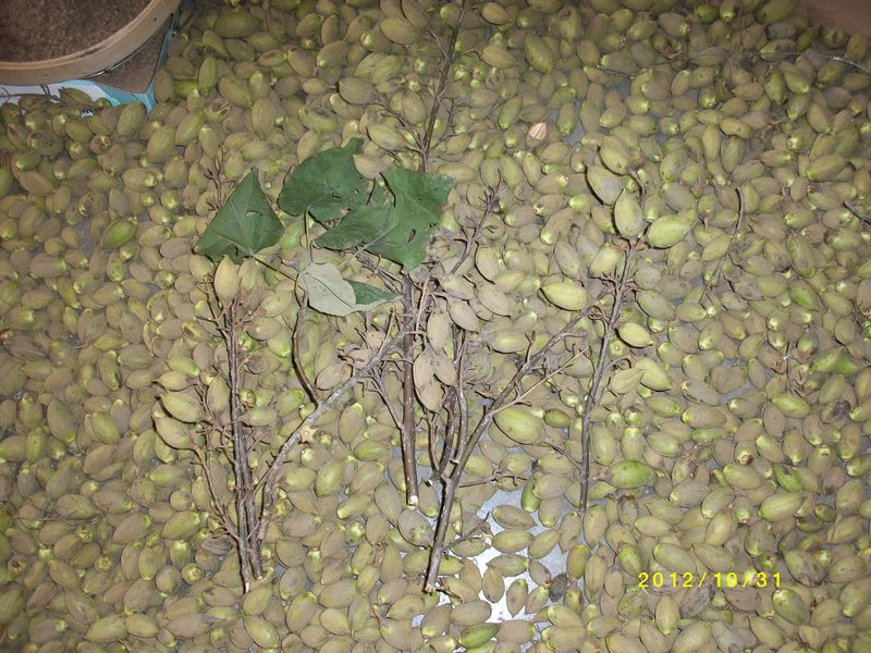 Real paulownia shan sementes tong com certificado