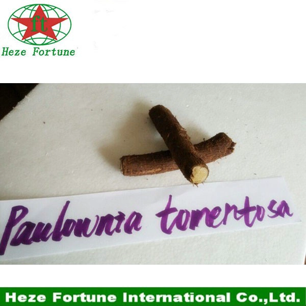 Real corte raiz paulownia tomentosa para o plantio