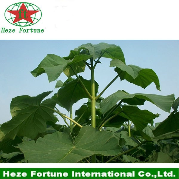 Real corte raiz paulownia tomentosa para o plantio