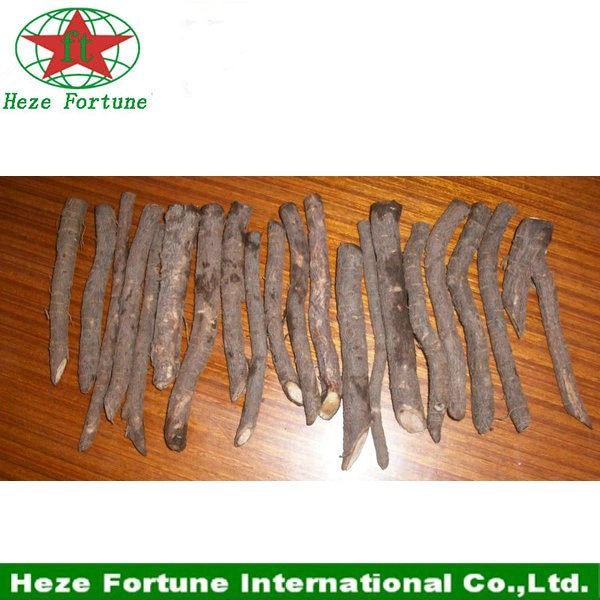 Real corte raiz paulownia tomentosa para o plantio
