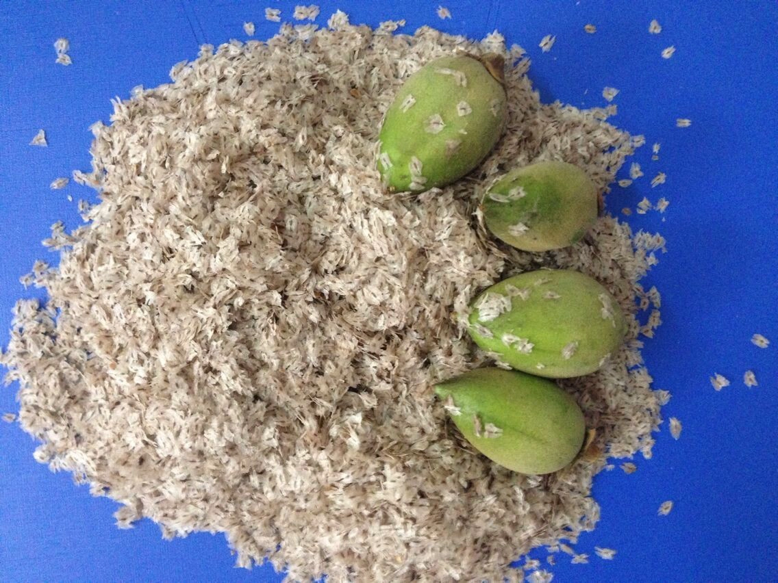 Шаня семена тун Paulownia холодный сухой устойчивостью