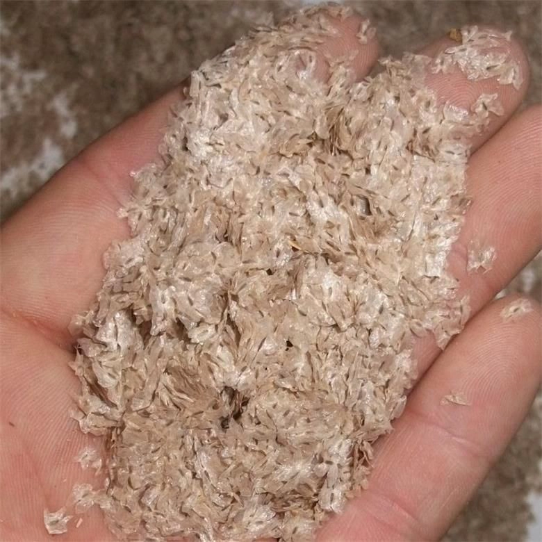 Shandong royal paulownia seed hybrid 9501