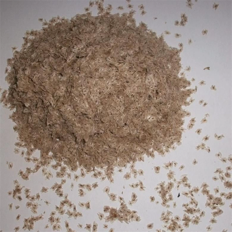Shandong royal paulownia seed hybrid 9501