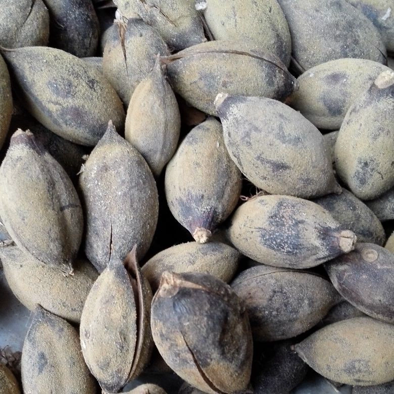 Shandong royal paulownia seed hybrid 9501