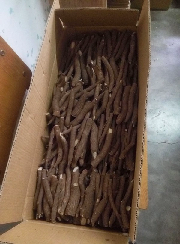 China Competitive price paulownia roots for breeding manufacturer