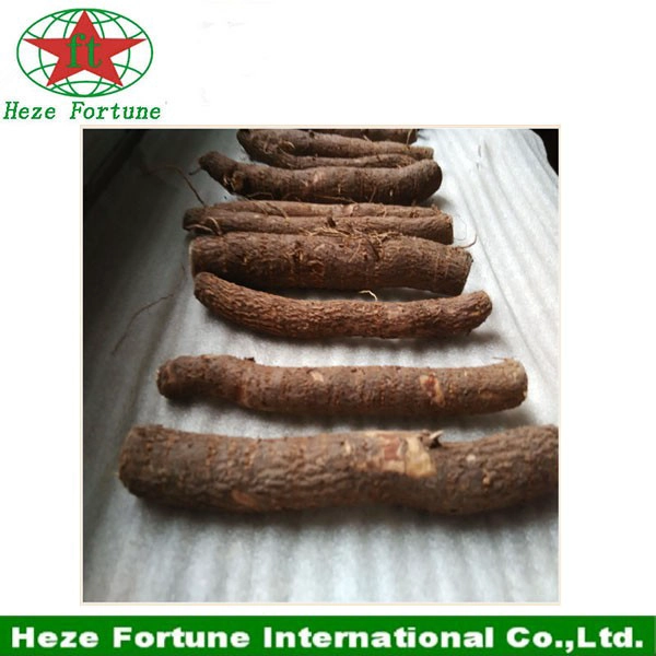 Technology supported paulownia roots cutting for planting