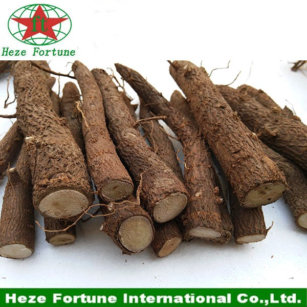 Gezegenin en hızlı büyüyen parke ağaç Paulownia kök kesimi