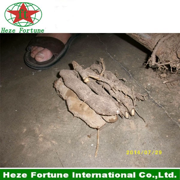 Top growing rate best species hybrid 9501 roots cutting for germination