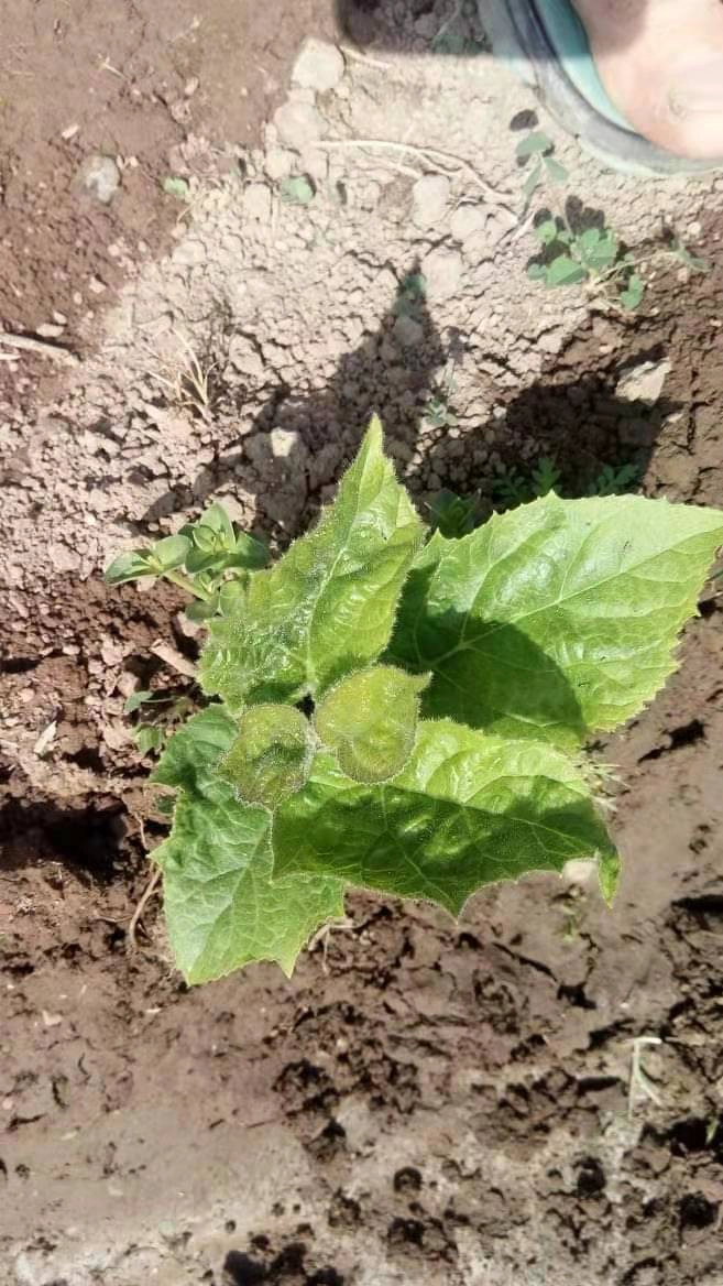 최고 생존 속도 gall alownia 뿌리 판매
