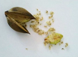 Até 95% sobrevivem semente paulownia de mudas raça