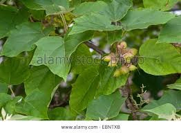 Até 95% sobrevivem semente paulownia de mudas raça