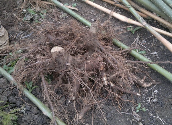 Very easy survive paulownia root cut stump from Heze Fortune