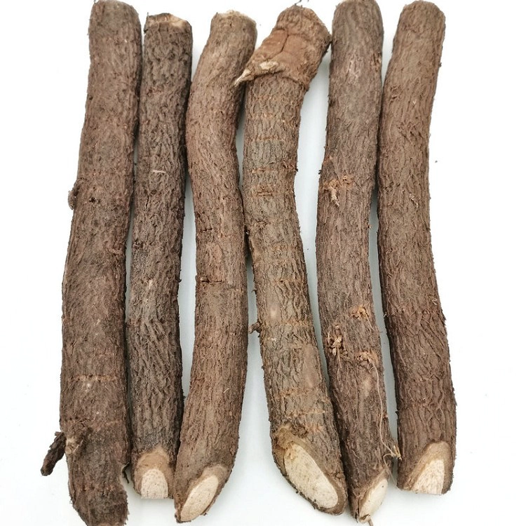 холодная стойкость paulownia kiri дерево корневая резка