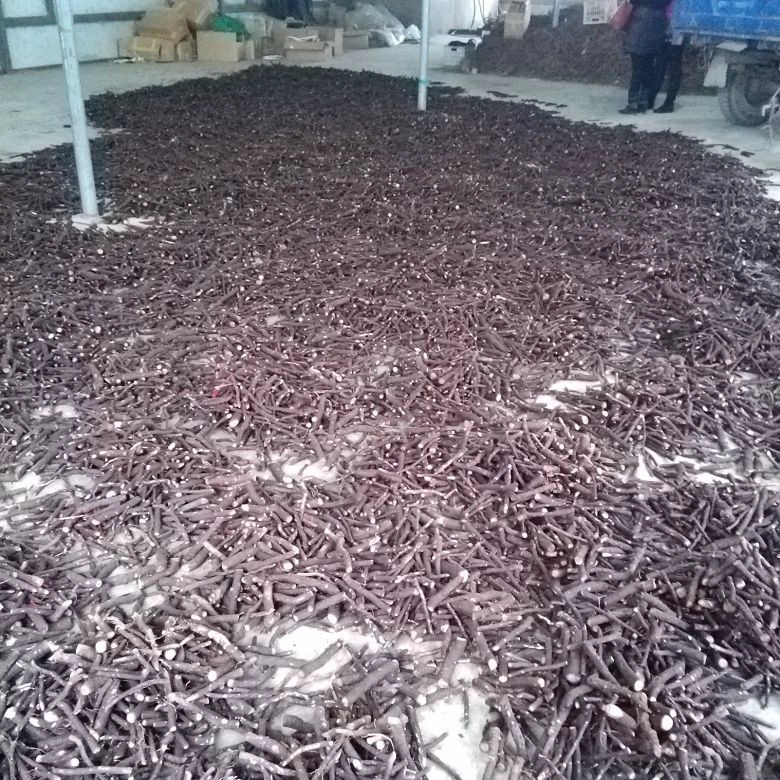 холодная стойкость paulownia kiri дерево корневая резка