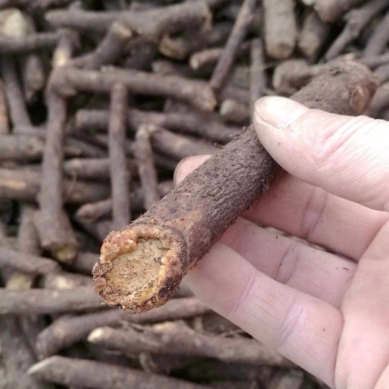 холодная стойкость paulownia kiri дерево корневая резка