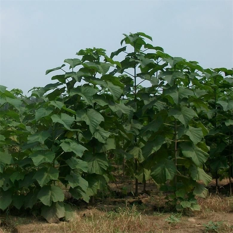 сухая и морозостойкая гибридная павловния - paulownia shan tong - paulownia 9501 9502 9503 для посадки