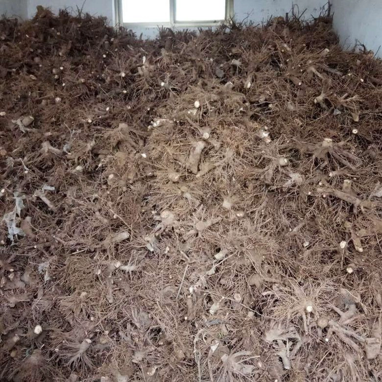 сухая и морозостойкая гибридная павловния - paulownia shan tong - paulownia 9501 9502 9503 для посадки