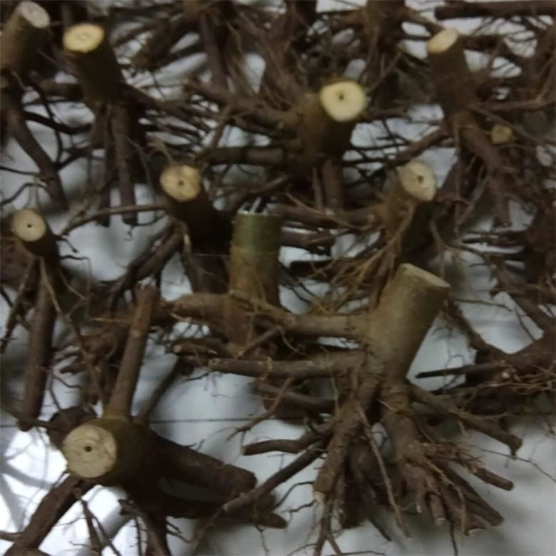 сухая и морозостойкая гибридная павловния - paulownia shan tong - paulownia 9501 9502 9503 для посадки