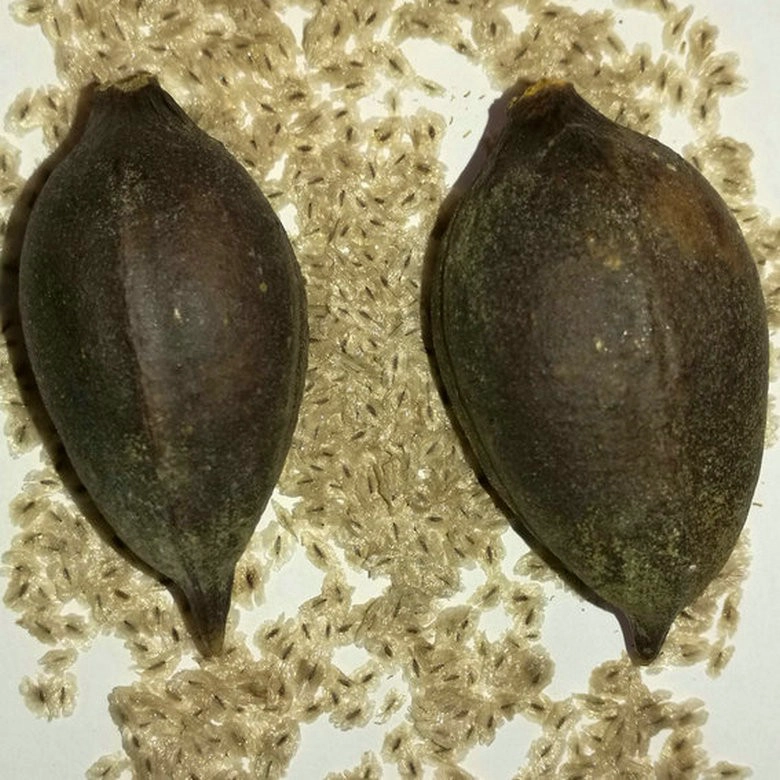 rápido crescer resistente ao frio híbrido paotong fortunei e tomentosa híbrido royal imperatriz árvore paulownia plantas sementes