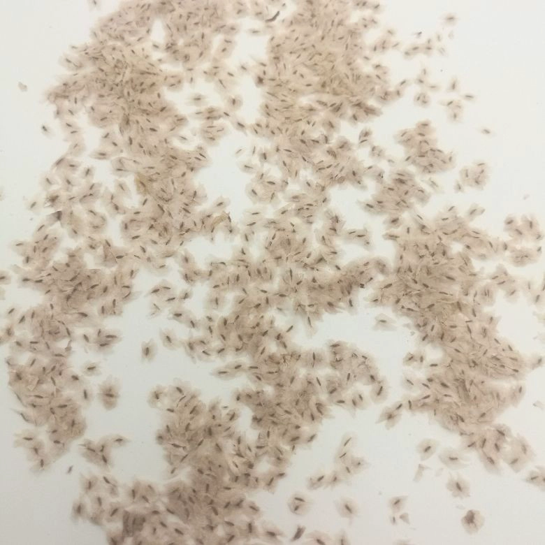 rápido crescer resistente ao frio híbrido paotong fortunei e tomentosa híbrido royal imperatriz árvore paulownia plantas sementes