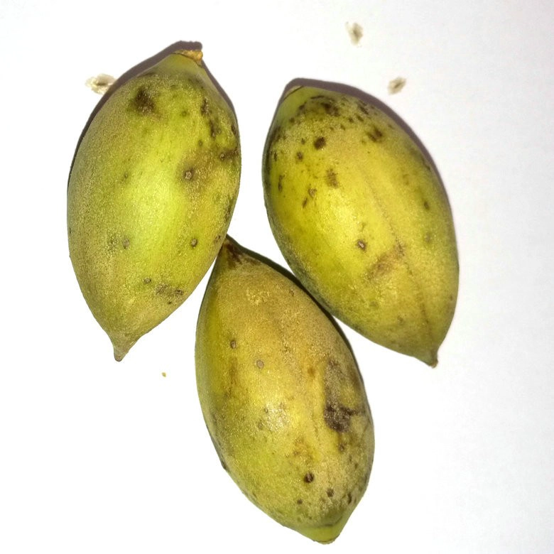 rápido crescer resistente ao frio híbrido paotong fortunei e tomentosa híbrido royal imperatriz árvore paulownia plantas sementes