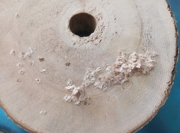 быстро растущее дерево семени павловния семени Hybrid 9501 elongata