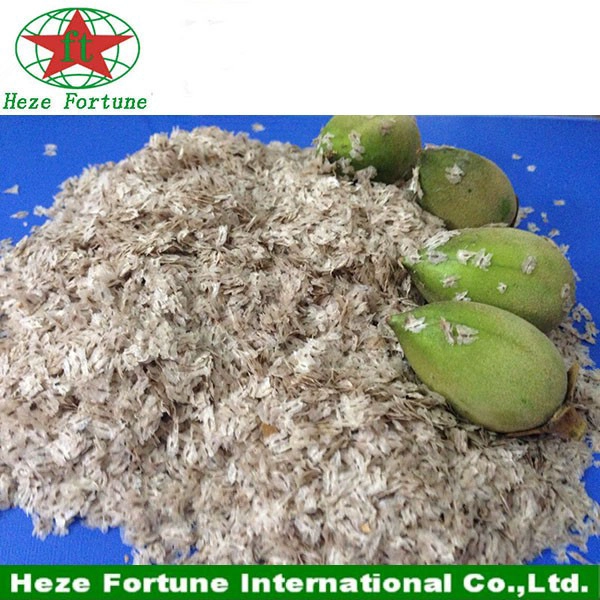 classe A + semente paulownia paotong para plantio