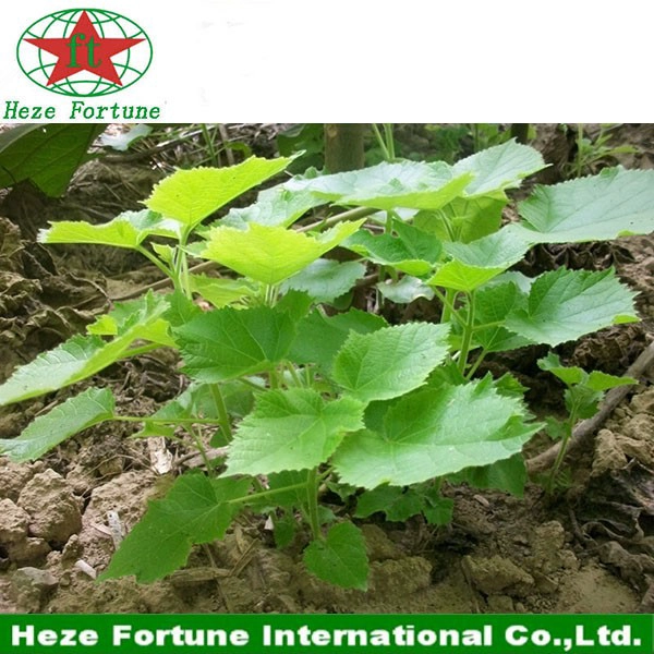 most fast growing tree paulownia elongata seed for wood