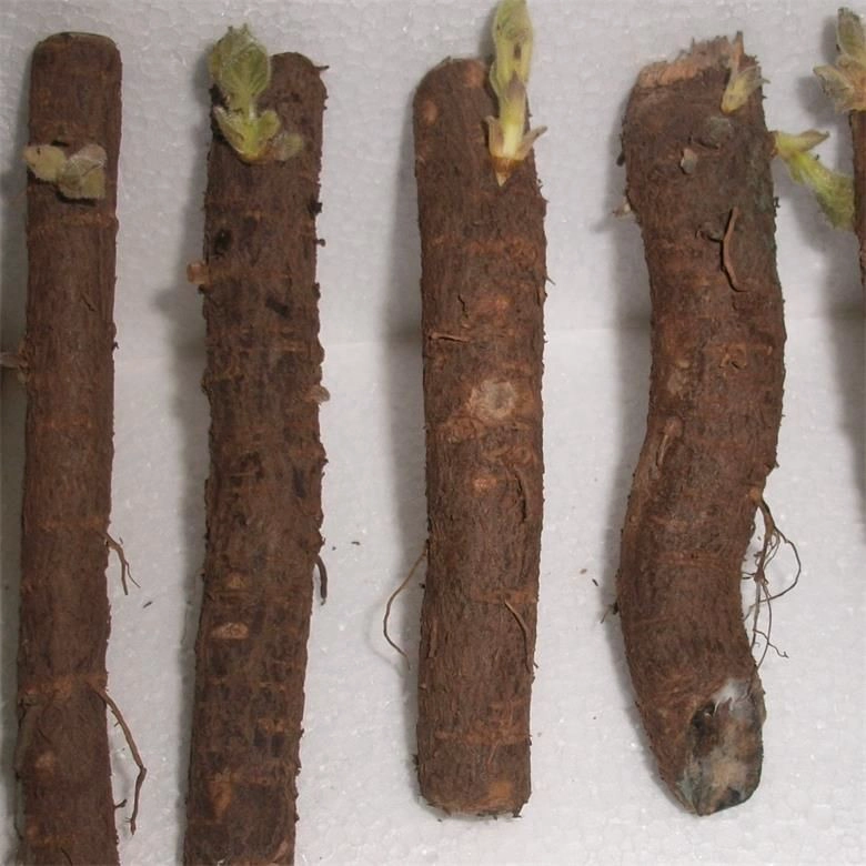 non-invasive rapid growth hybrid paulownia root plants with healthy certificate
