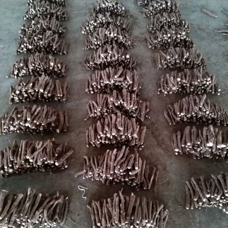 non-invasive rapid growth hybrid paulownia root plants with healthy certificate